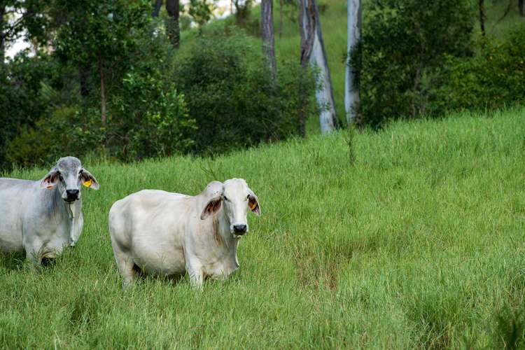 Sixth view of Homely ruralOther listing, 0 Euler Road, Boonara QLD 4601