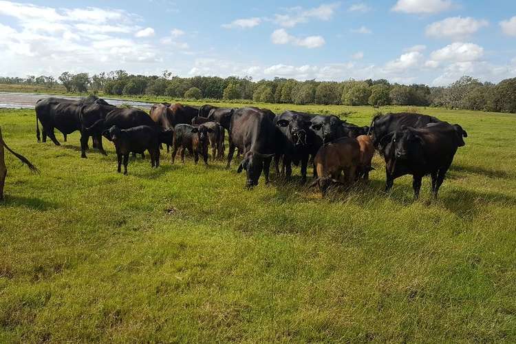 Main view of Homely ruralOther listing, 15 Watts Road (Lakeview), Gracemere QLD 4702