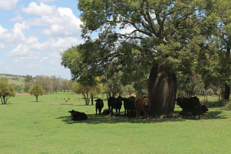 Seventh view of Homely ruralOther listing, 304 Sunnyvale Road, Bunya Mountains QLD 4405