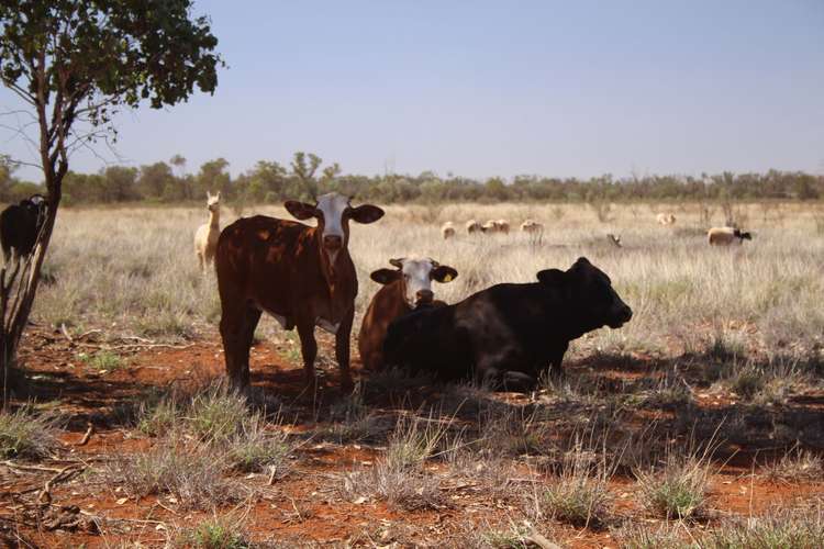 Fourth view of Homely ruralOther listing, 587 Adavale Road, Charleville QLD 4470