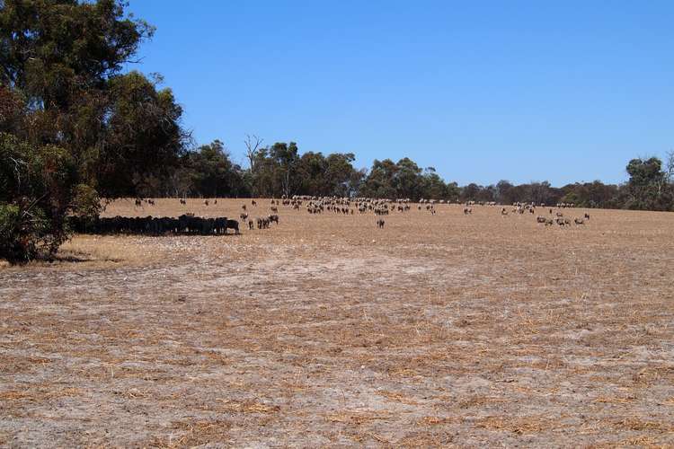 Fifth view of Homely cropping listing, Muja Downs, Albany Highway, Beaufort River WA 6394