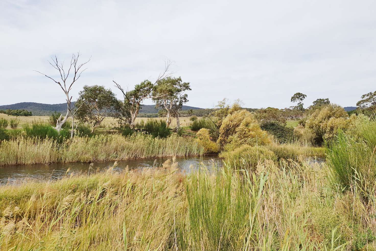 Main view of Homely ruralOther listing, 4687 Cooma Road, Braidwood NSW 2622