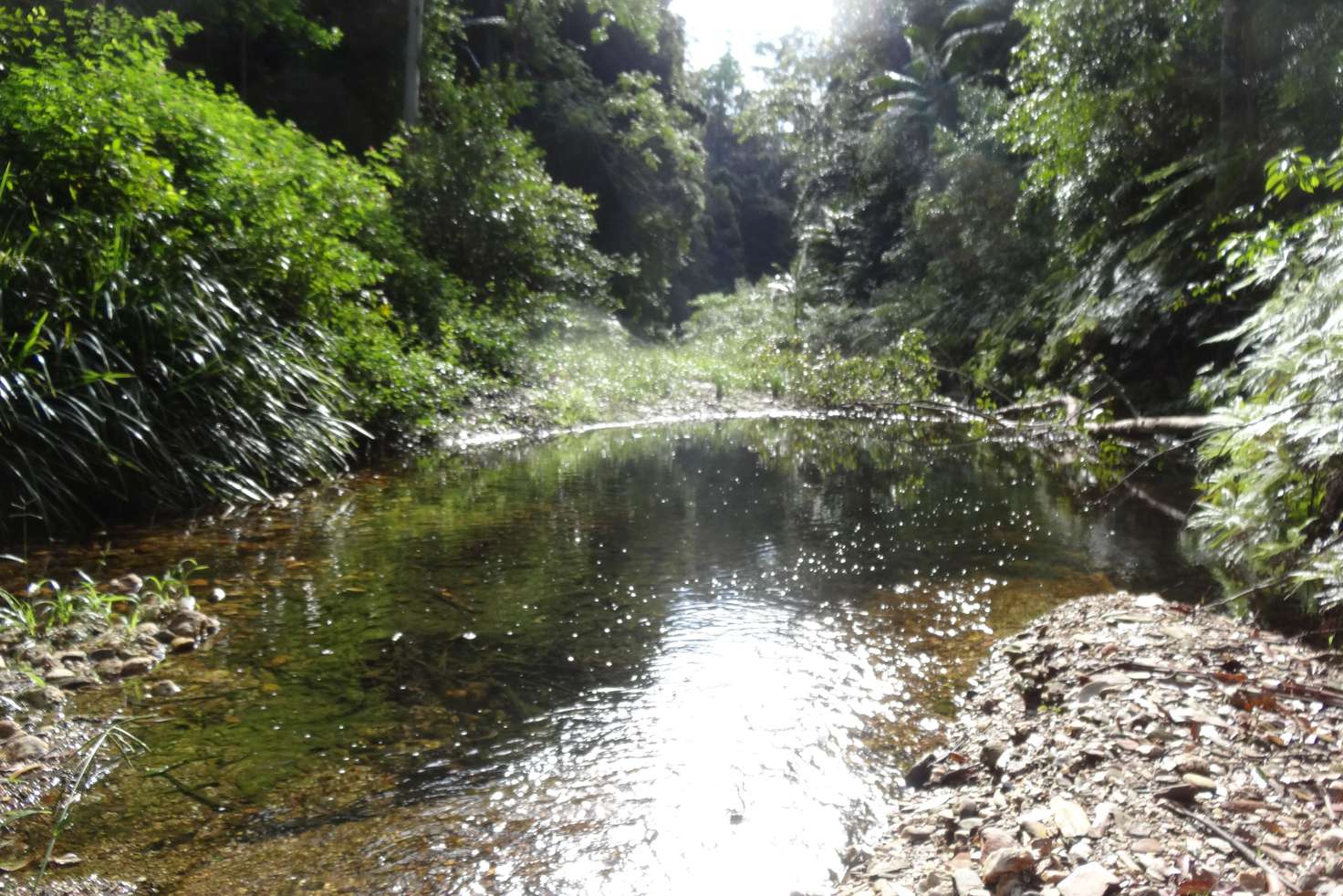 Main view of Homely ruralOther listing, 1413 Kalang Road  Kalang, Bellingen NSW 2454