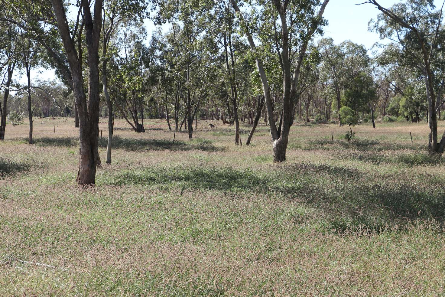 Main view of Homely ruralOther listing, 0 Tartulla, Mitchell QLD 4465