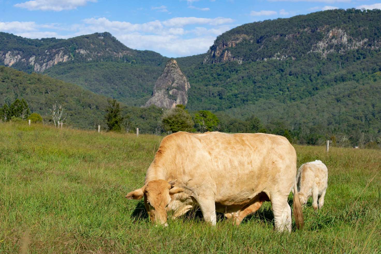 Main view of Homely ruralOther listing, Lot 2, 2325 Nerang Murwillumbah Road, Numinbah Valley QLD 4211