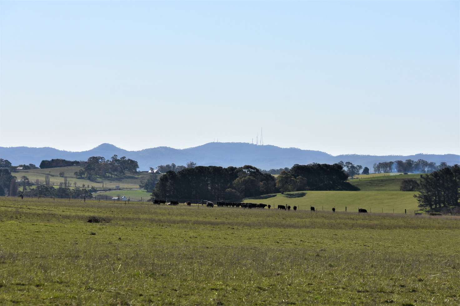 Main view of Homely ruralOther listing, 93 Peppermint Lane, Tallwood NSW 2798