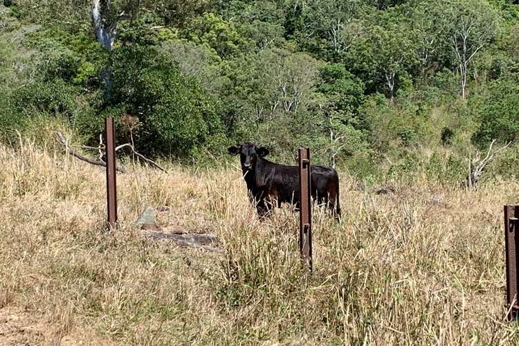 Fifth view of Homely acreageSemiRural listing, 51 Oakey Creek, Sarina Range QLD 4737