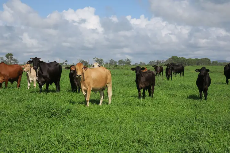 Fifth view of Homely rural property listing, 419 Bishop Road, Garnant QLD 4702