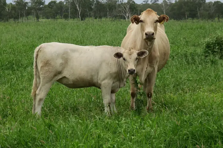 Seventh view of Homely rural property listing, 419 Bishop Road, Garnant QLD 4702