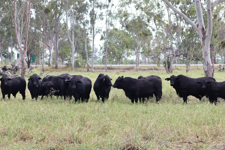 Main view of Homely rural property listing, 0 Capricorn Highway, Fairy Bower QLD 4700