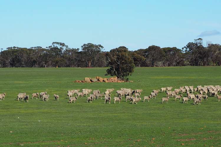 Third view of Homely ruralOther listing, Somerset 359 Jam Creek Road, Tambellup WA 6320