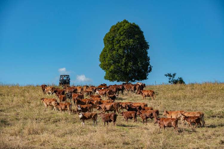 Seventh view of Homely house listing, 45 Old Cream Truck Road, Dayboro QLD 4521