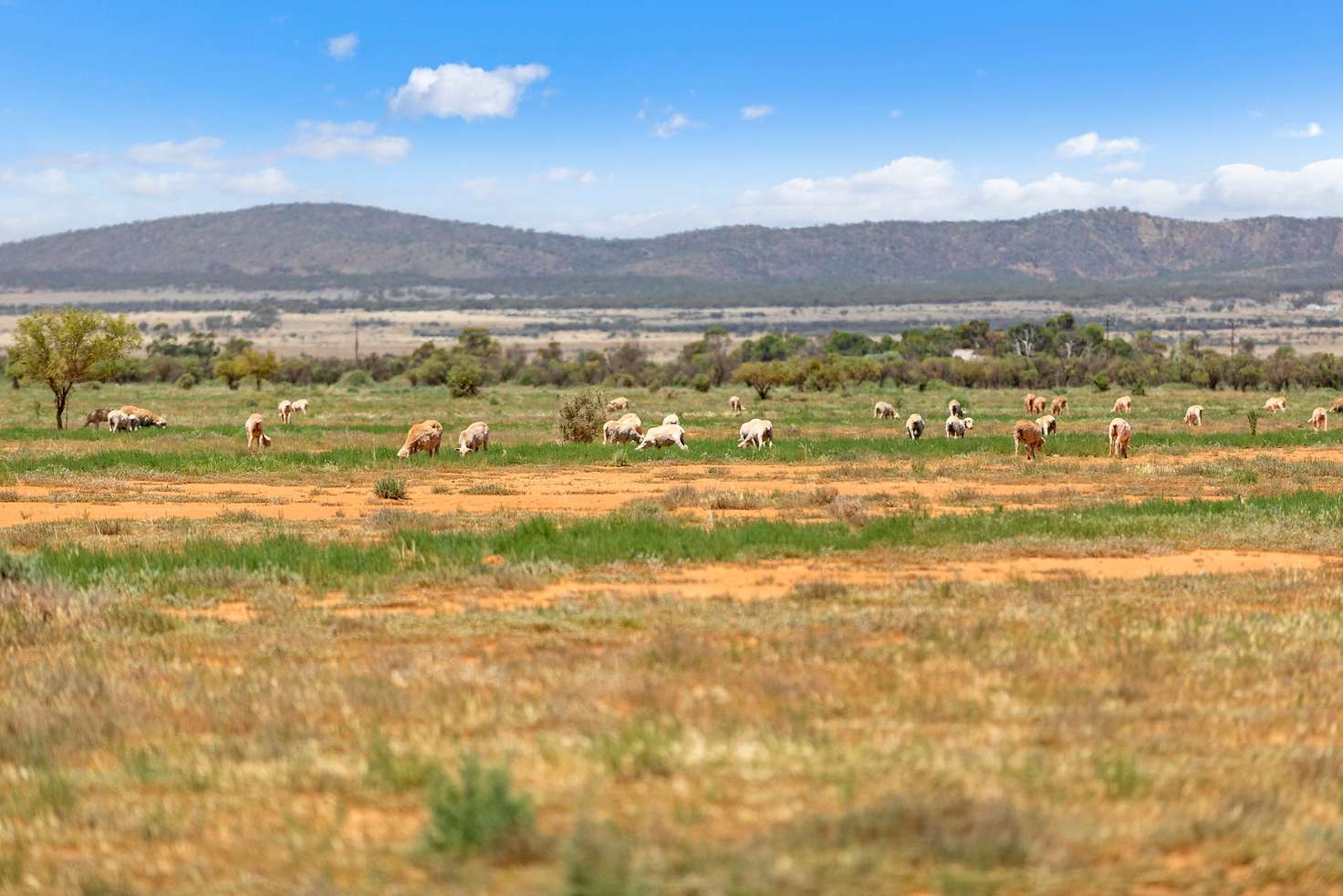 Main view of Homely ruralOther listing, Lot 2 Rankine and Johnburg Road, Orroroo SA 5431