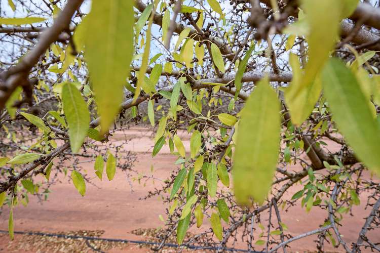 Second view of Homely ruralOther listing, 'Leggetts' Gordon Road, Loxton SA 5333