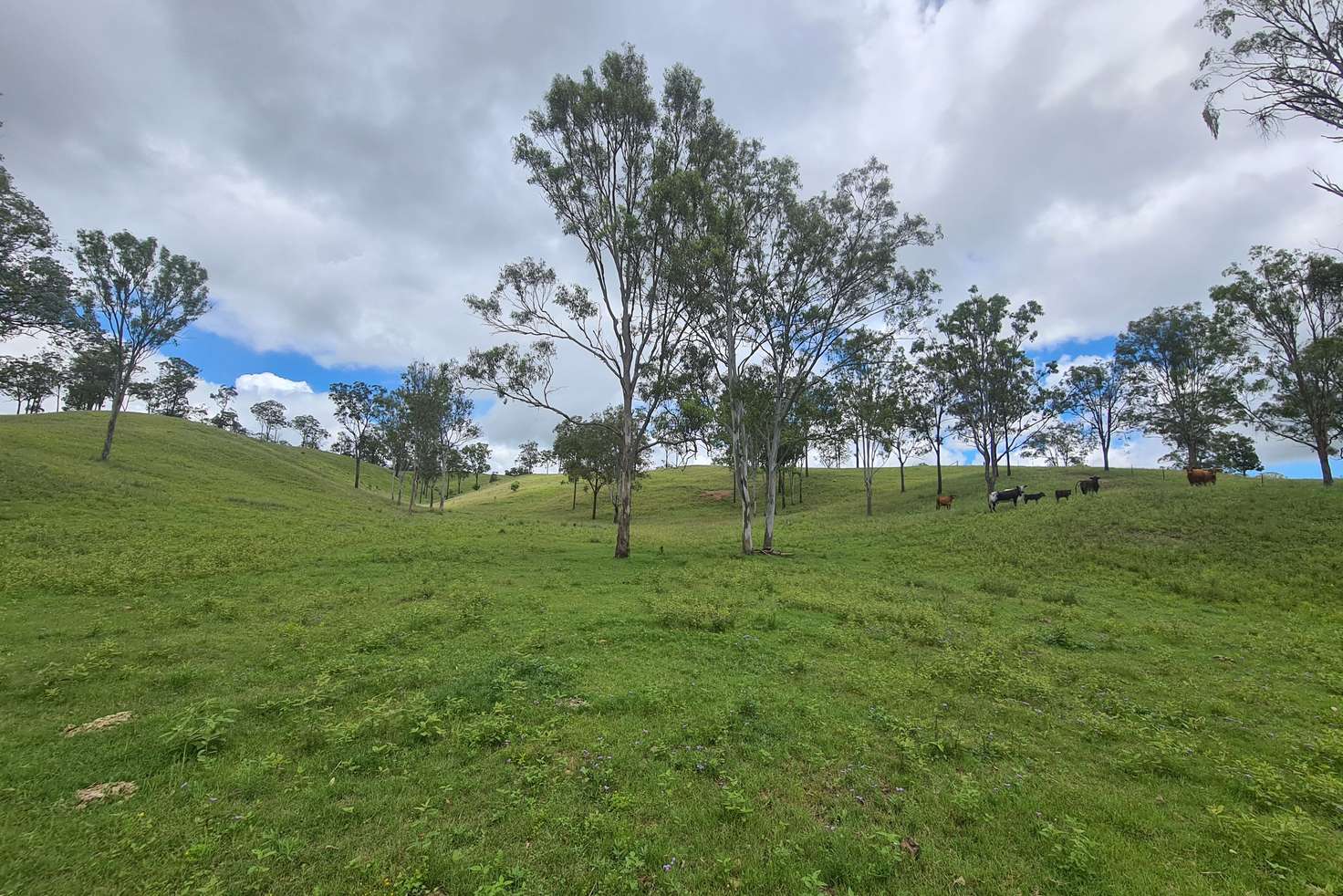 Main view of Homely ruralOther listing, L164 Voll Road, Emu Creek QLD 4355