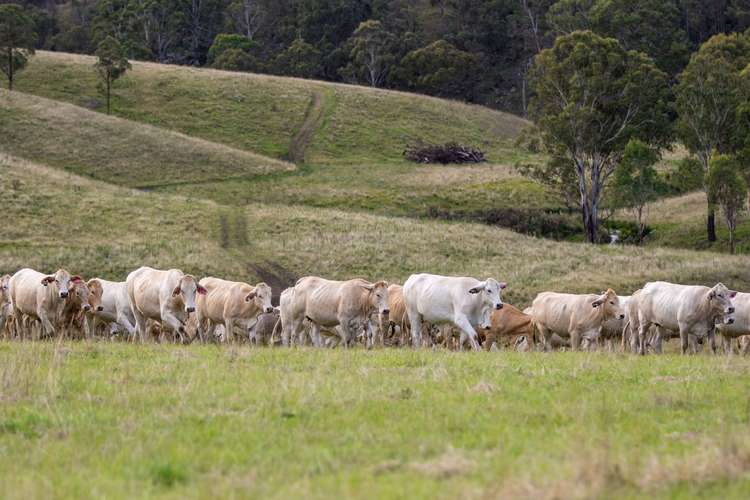 Second view of Homely ruralOther listing, 93 Armidale Gully Road, Armidale NSW 2350