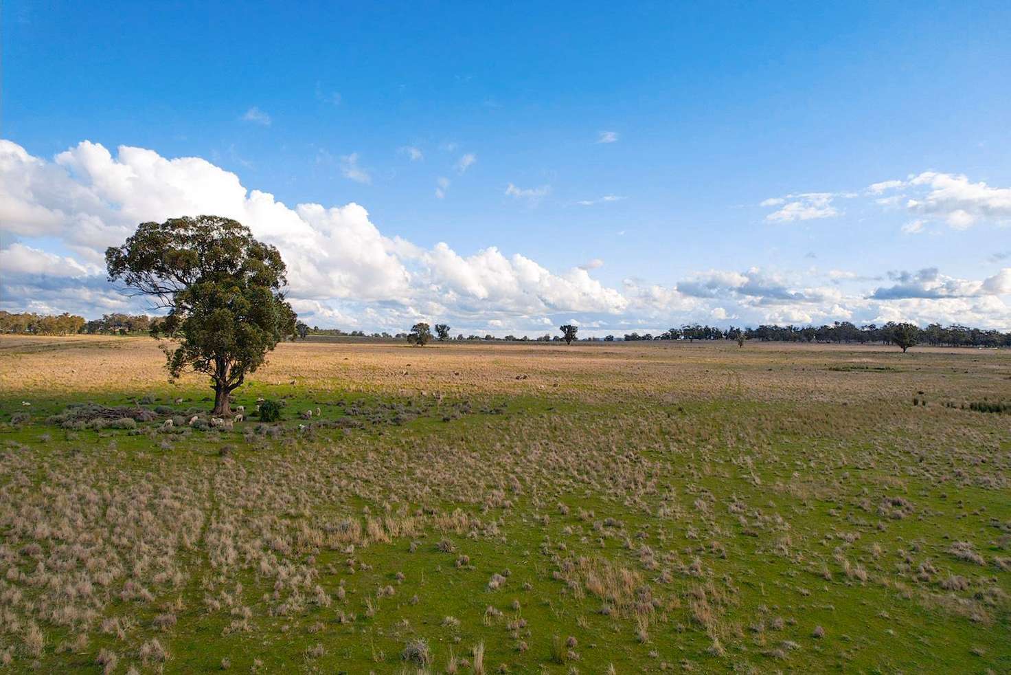 Main view of Homely ruralOther listing, Fourways Uphills Road, Forbes NSW 2871