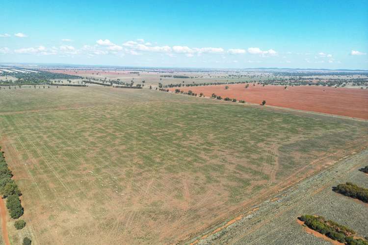 Main view of Homely cropping listing, 'Wallaroi West' 972 Wardry Bus Road, Condobolin NSW 2877