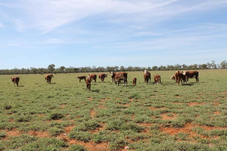 . HONEYMAH Lane, Dirranbandi QLD 4486