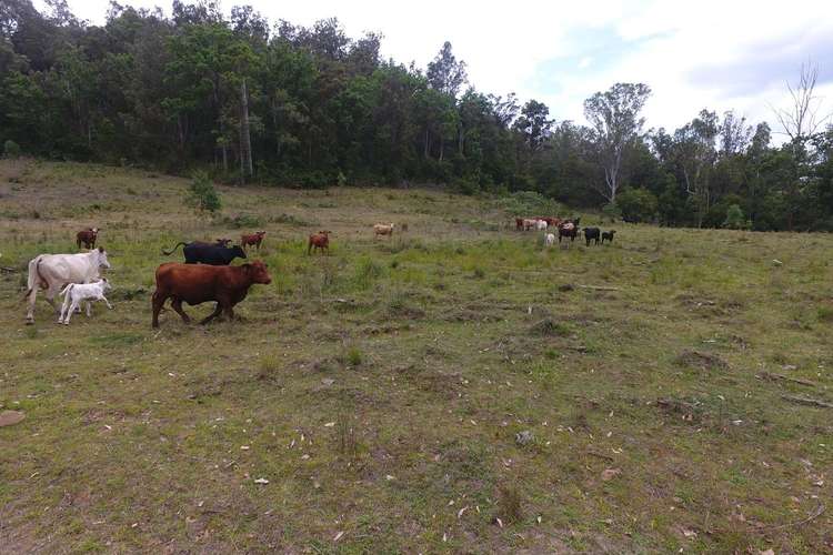 Third view of Homely livestock listing, Lot 171 Peacock Creek Road, Bonalbo NSW 2469