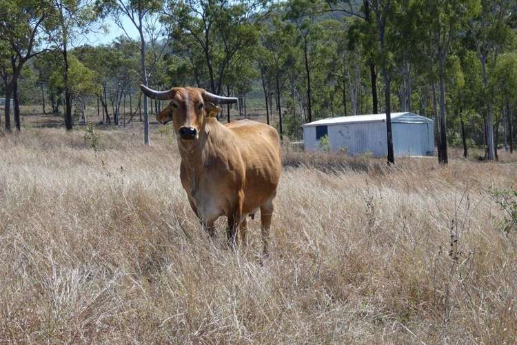 Main view of Homely lifestyle listing, 909 Hills Road, Mount Maria QLD 4674