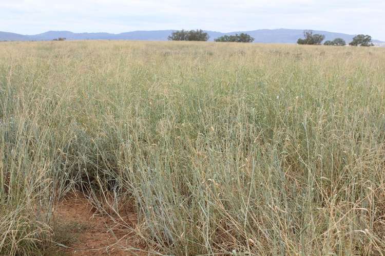 Third view of Homely ruralOther listing, "Horton Valley" Aggregation, Upper Horton NSW 2347