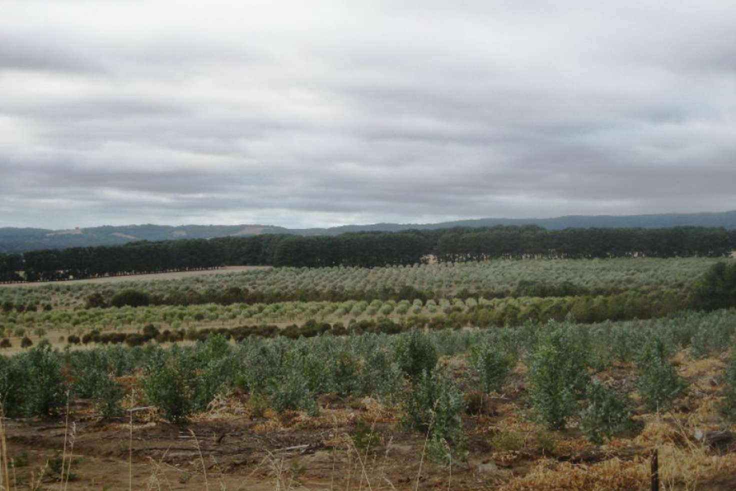 Main view of Homely ruralOther listing, 245 Deepdene Road, Birregurra VIC 3242