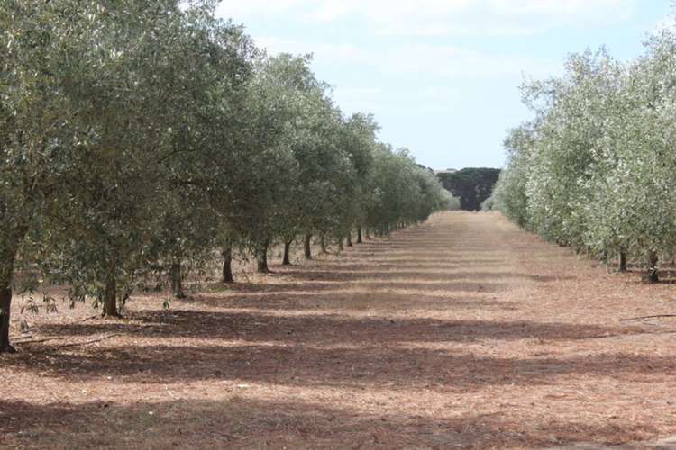 Third view of Homely ruralOther listing, 245 Deepdene Road, Birregurra VIC 3242