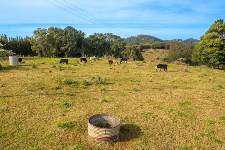 Second view of Homely ruralOther listing, 313 Ducks Ridge Road, Comboyne NSW 2429