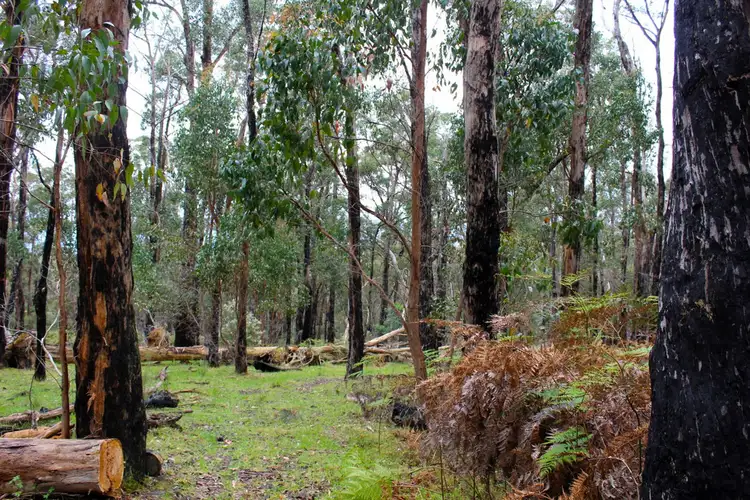Sixth view of Homely rural property listing, Hardings Road, Nulla Vale VIC 3435