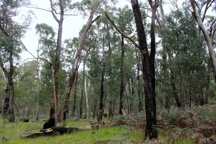 Seventh view of Homely rural property listing, Hardings Road, Nulla Vale VIC 3435
