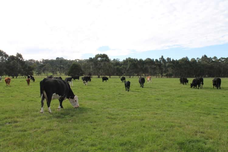 Third view of Homely livestock listing, 245 Wilsons Road, Barongarook VIC 3249