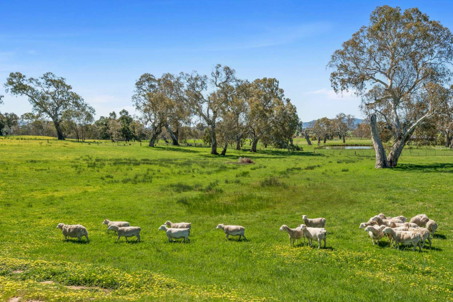 Main view of Homely acreageSemiRural listing, 351 Malcolm Street, Mansfield VIC 3722