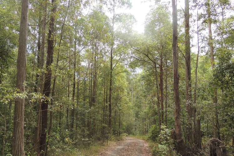 Third view of Homely lifestyle listing, LOT 21, 1283 Byrrill Creek Road, Tyalgum NSW 2484