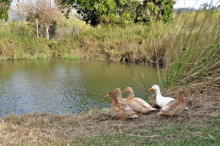 Third view of Homely acreageSemiRural listing, 72 Woodbury Road, Adelaide Park QLD 4703