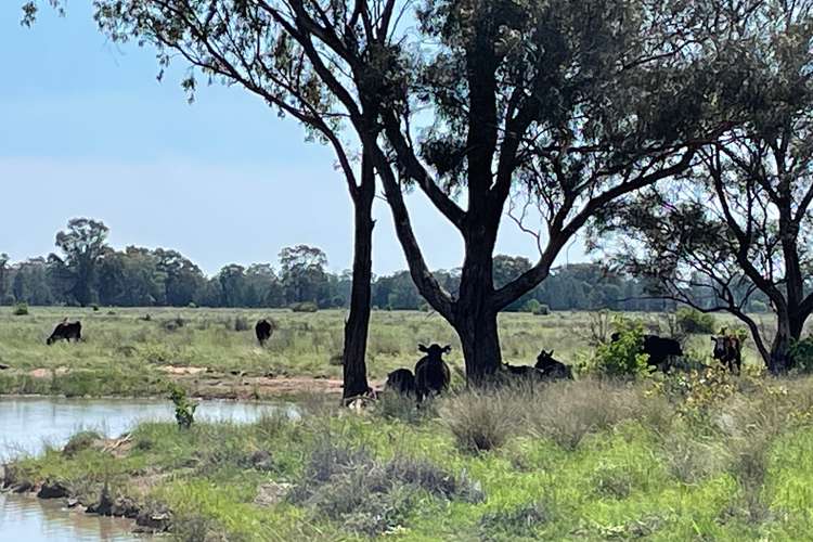 Main view of Homely mixedFarming listing, 3475 Kenebri Rd, Kenebri via, Baradine NSW 2396