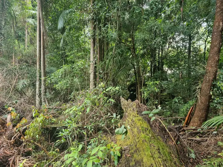 Fifth view of Homely land listing, 9 Gwongorella Parade, Springbrook QLD 4213