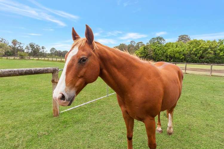 Fourth view of Homely house listing, 33 Daffodil Street, Tallebudgera QLD 4228