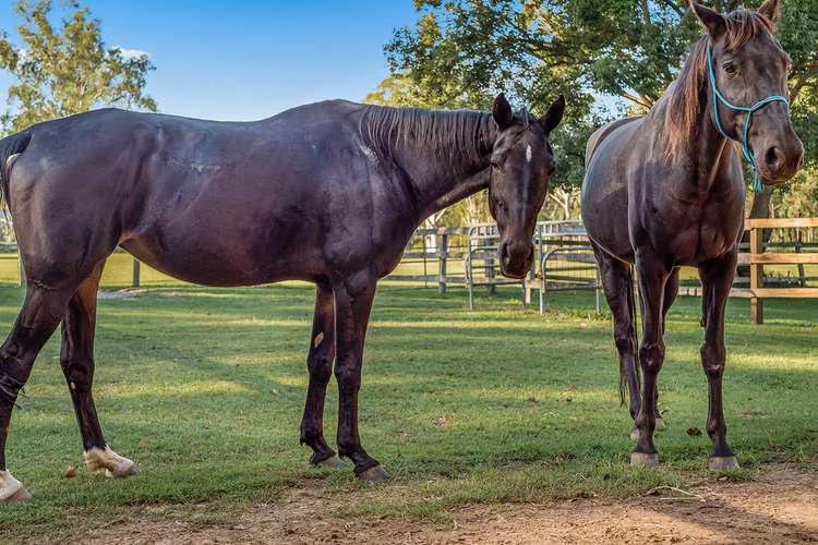 Sixth view of Homely house listing, 76 Mansfield Road, Elimbah QLD 4516