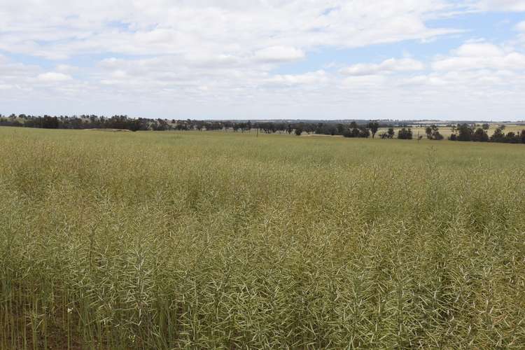 'Tennisdale West', Carrolup WA 6317