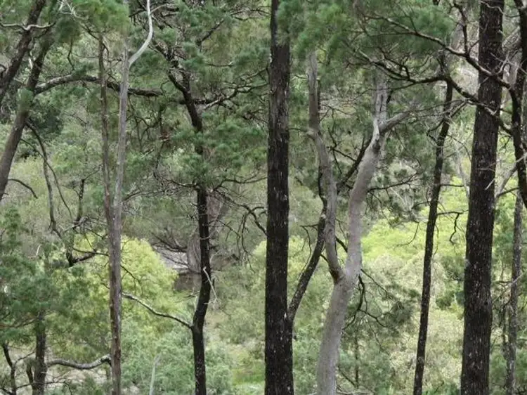 Fourth view of Homely rural property listing, Lot 10 Mountain Creek, Tenterfield NSW 2372