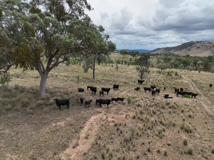 Sixth view of Homely rural property listing, 1872 Mole River Road, Tenterfield NSW 2372