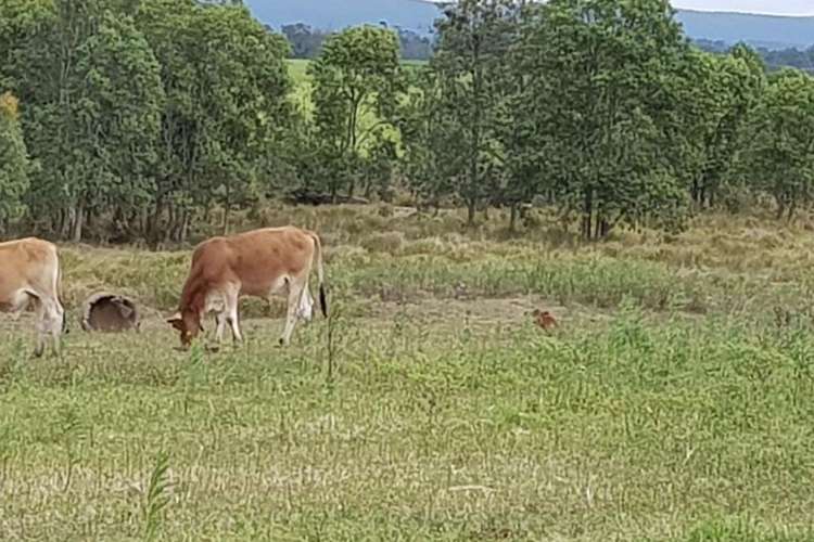 Seventh view of Homely cropping listing, 256 Drinans Road, Wallaville QLD 4671