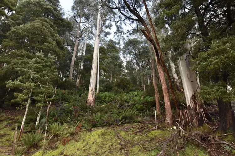 Third view of Homely land listing, 0 Echo Valley Rd, Liena TAS 7304