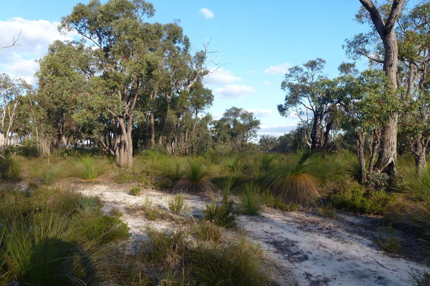 Main view of Homely residentialLand listing, 31 Salmon Gum Crescent, Chittering WA 6084