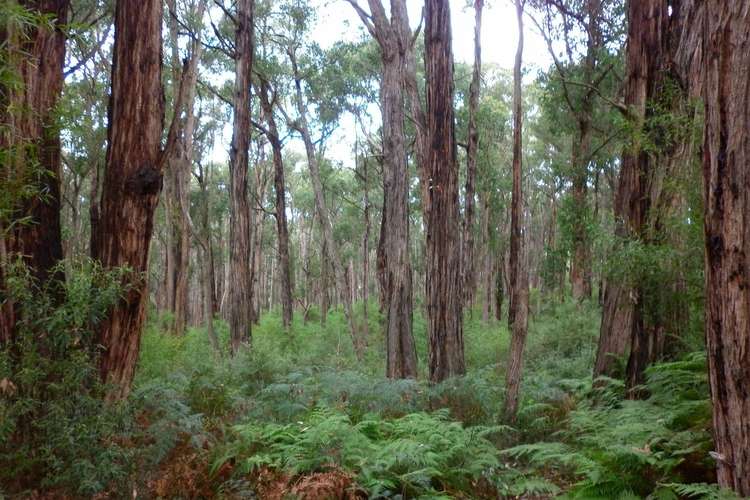 Second view of Homely ruralOther listing, 140 Explorers Track, Yinnar South VIC 3869