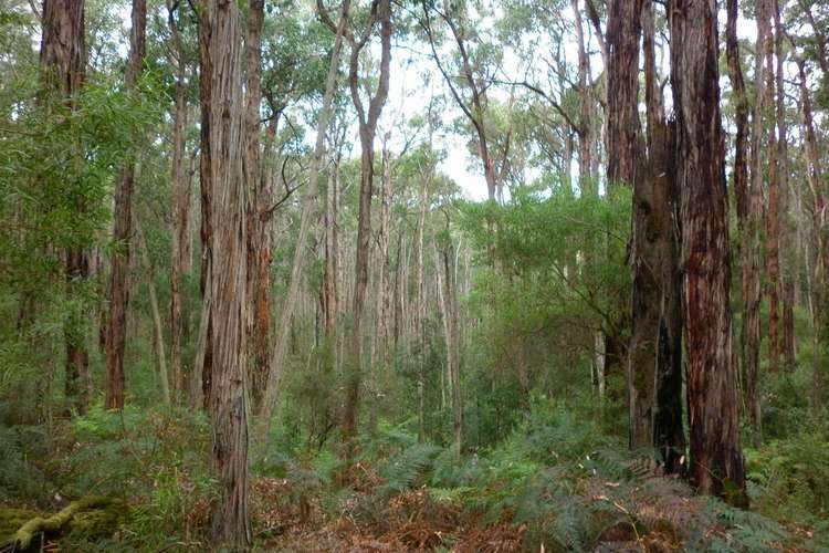 Seventh view of Homely ruralOther listing, 140 Explorers Track, Yinnar South VIC 3869