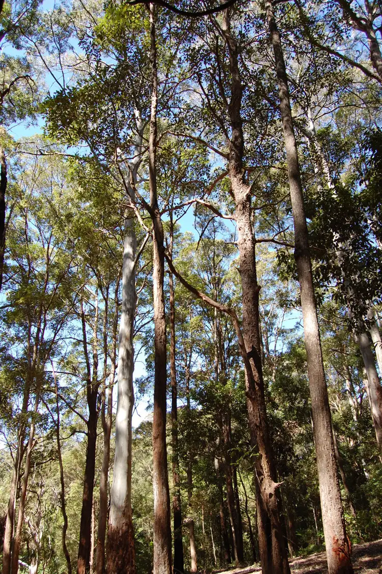 Fifth view of Homely house listing, 446 Tomewin Mountain Road, Currumbin Valley QLD 4223