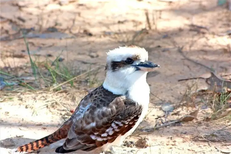 Sixth view of Homely rural property listing, 20 Clearwater Terrace, Mossy Point NSW 2537