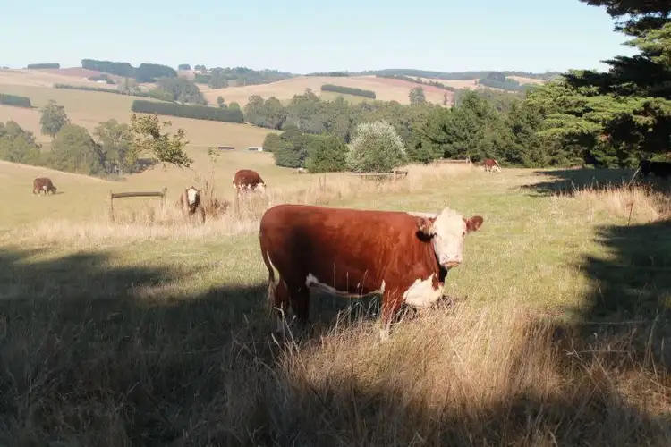 Sixth view of Homely rural property listing, 50 Hume Road, Trafalgar South VIC 3824